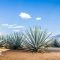 How Often Do You Water An Agave Plant?