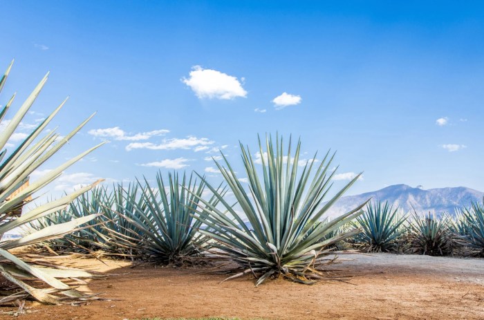 How often do you water an agave plant