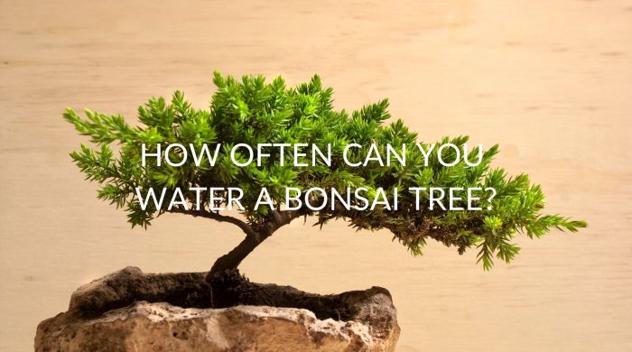 How often do i water a bonsai plant