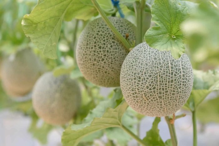 How often do you water cantaloupe plants