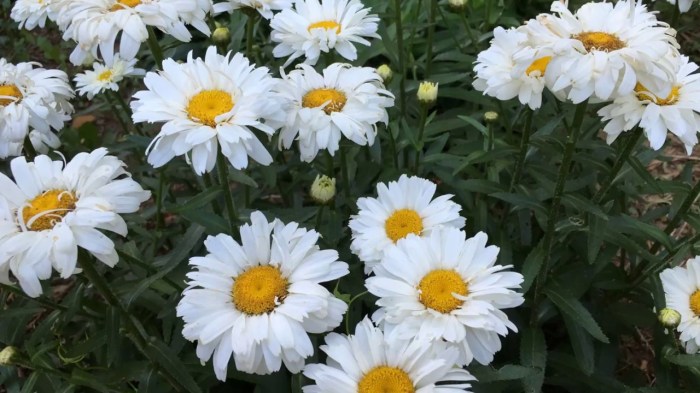 How often do you water a daisy plant