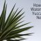 How Much Water Does a Yucca Plant Need?