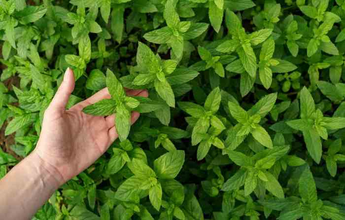 How often do you water a mint plant