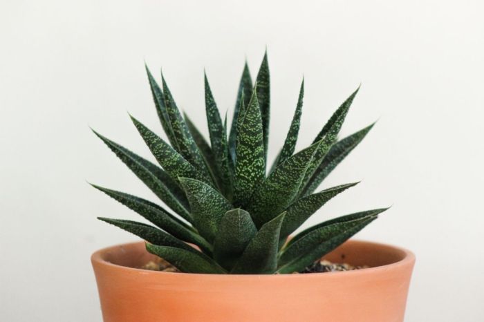 How often do aloe plants need water