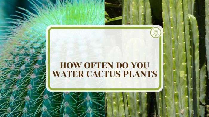 How often do u water a cactus plant