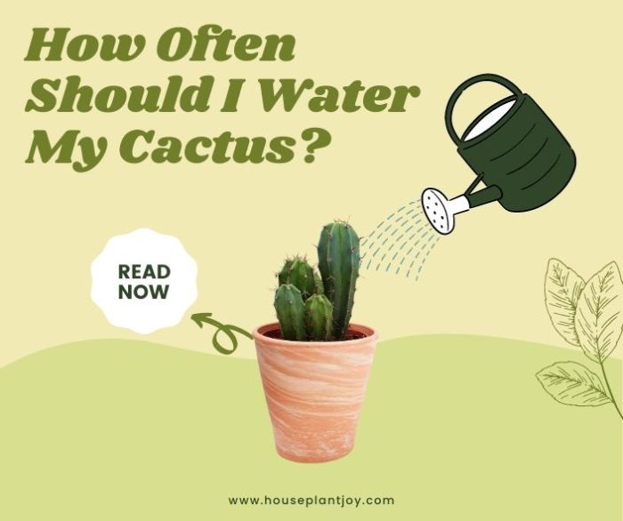 How often do i water my outdoor plants