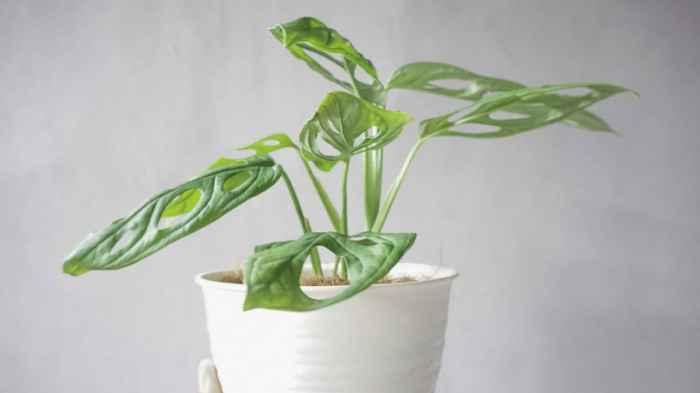 How often do i water monstera plant