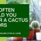 How Often Do You Water Cactus House Plants?