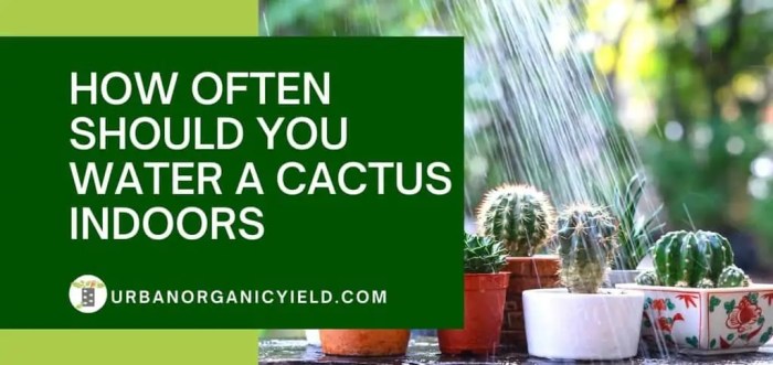 How often do you water cactus house plants