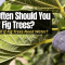 How Often Do You Water Fig Plants?