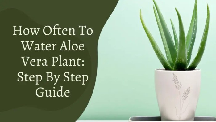 How often do u water aloe vera plants