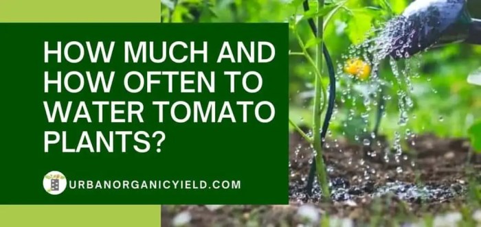 How much water tomato plants need