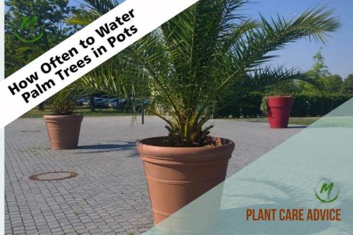 How often do i water my palm plant