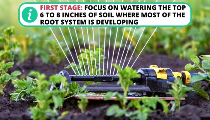 How often do potato plants need water