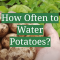 How Often Do Potato Plants Need Water?