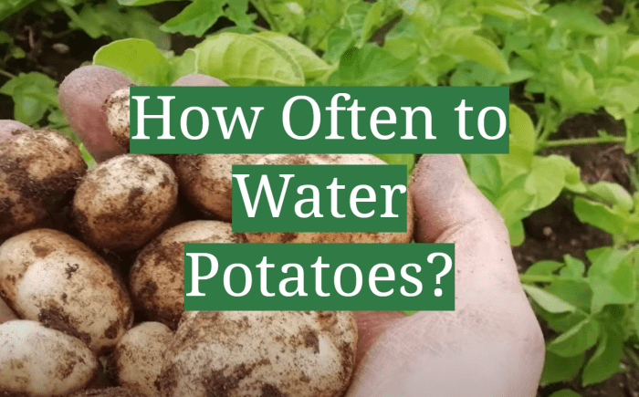 Potatoes often growerexperts