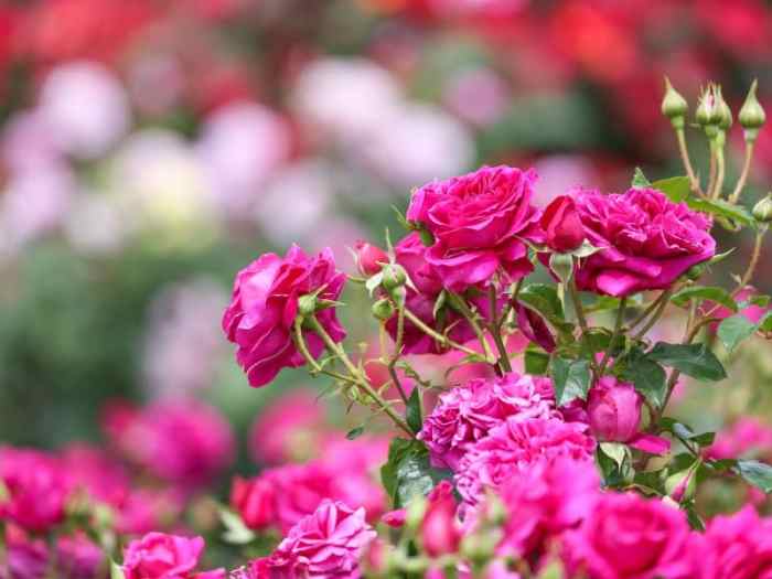 Roses rose watering water care irrigation plants general after fertilizing do