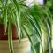 How Often Do Spider Plants Need Water?