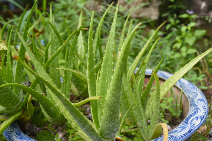 How much water to give aloe vera plant