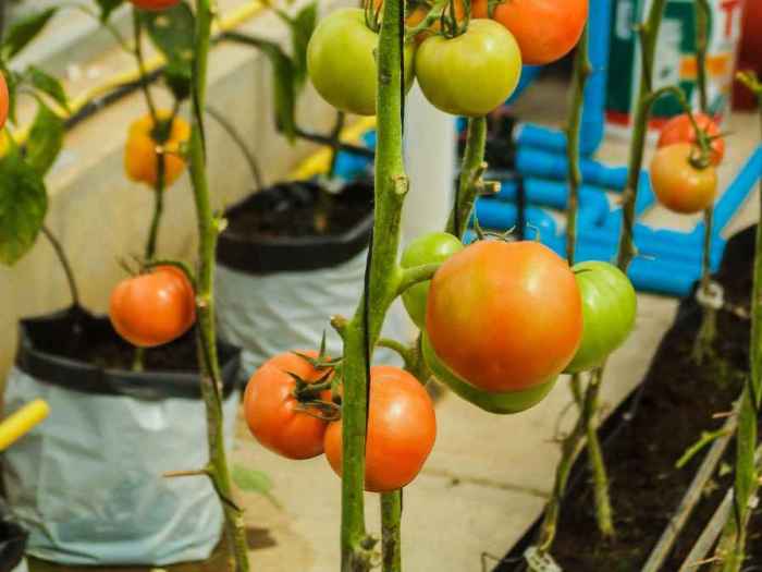 How much water tomato plant in pot