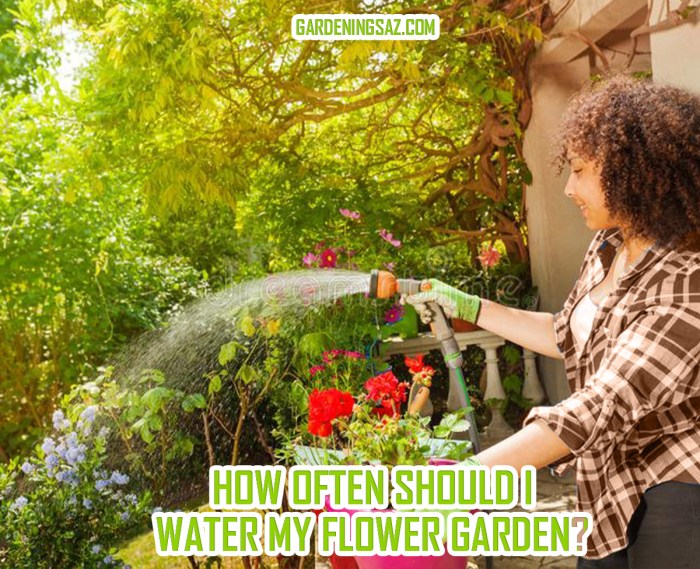 How often do you water a gardenia plant