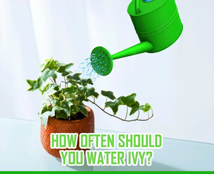 How often do you water a ivy plant