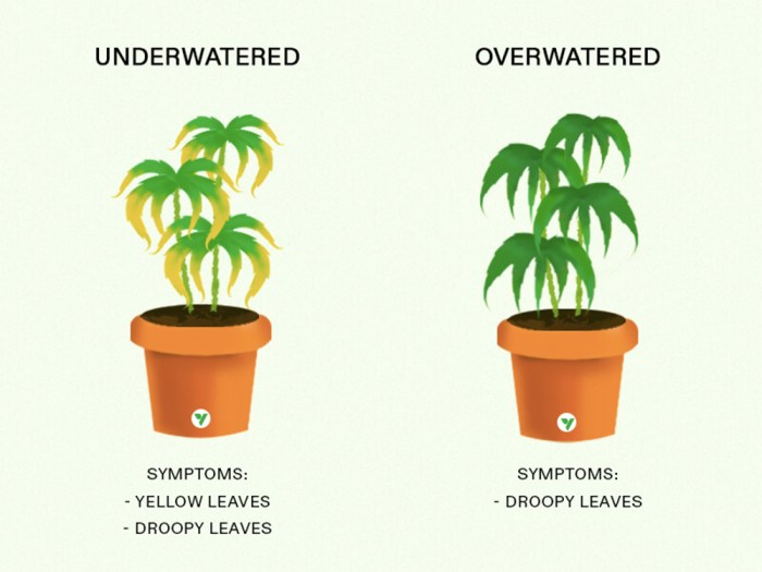 How often do you water weed plant