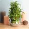 How Often Do You Water Bamboo House Plants?