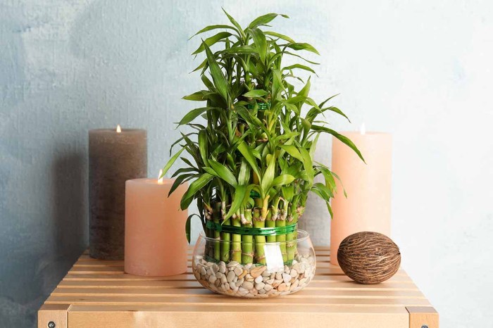 How often do you water bamboo house plants