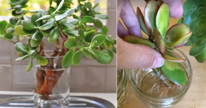 How much water to give jade plant