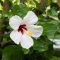 How Often Do I Water a Hibiscus Plant?