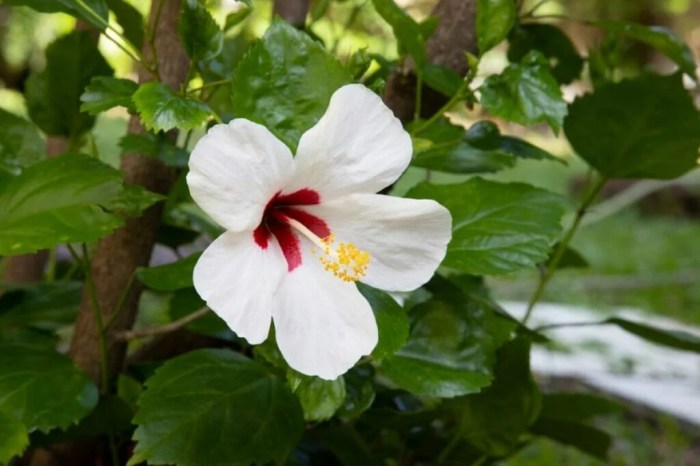 How often do i water a hibiscus plant