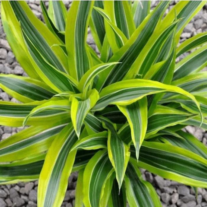 How often do i water a dracaena plant