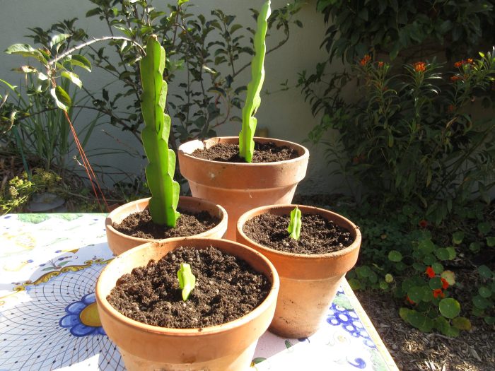 How often do you water dragon fruit plant