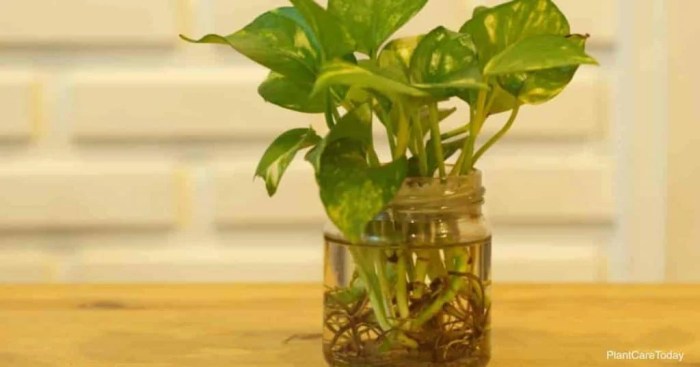 How often do i water my pothos plant