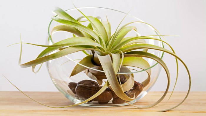 How often do u water air plants