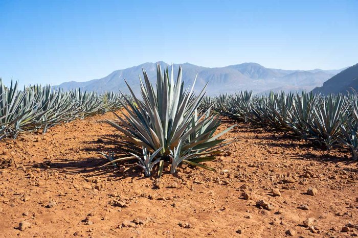 How often do you water an agave plant