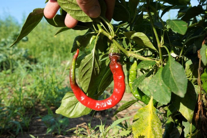 How often do you water cayenne pepper plants