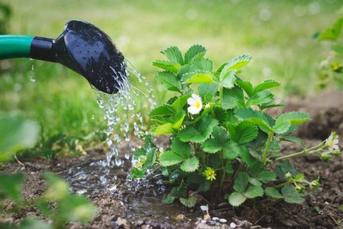 How often do u water strawberry plants