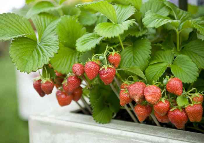 How much water strawberry plants need