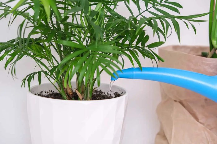 How often do i water my palm plant