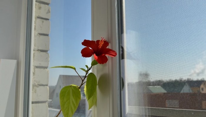 How often do i water a hibiscus plant