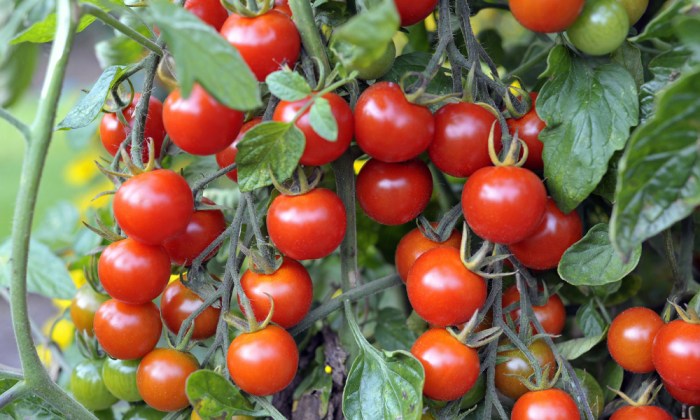 How often do i water cherry tomato plants