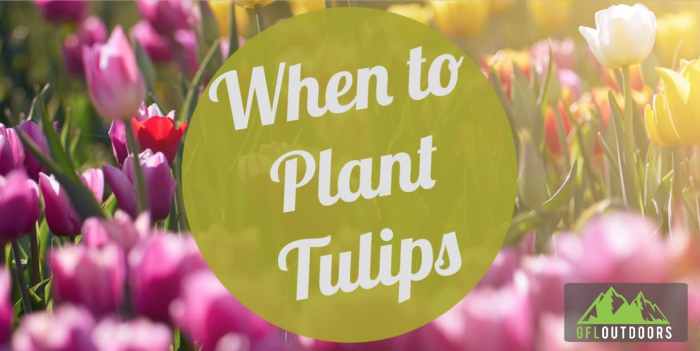 How often do you water a tulip plant