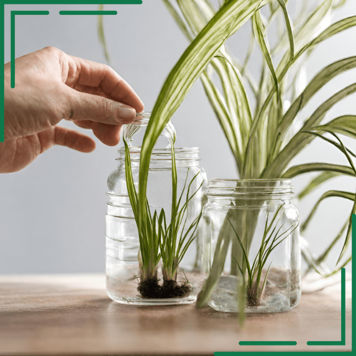 How often do u water a spider plant