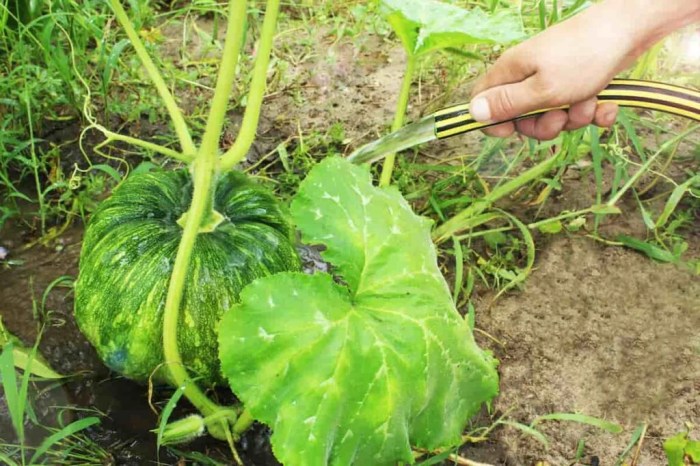 How often do i water my pumpkin plant