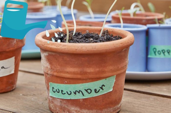 How often do you water a cucumber plant