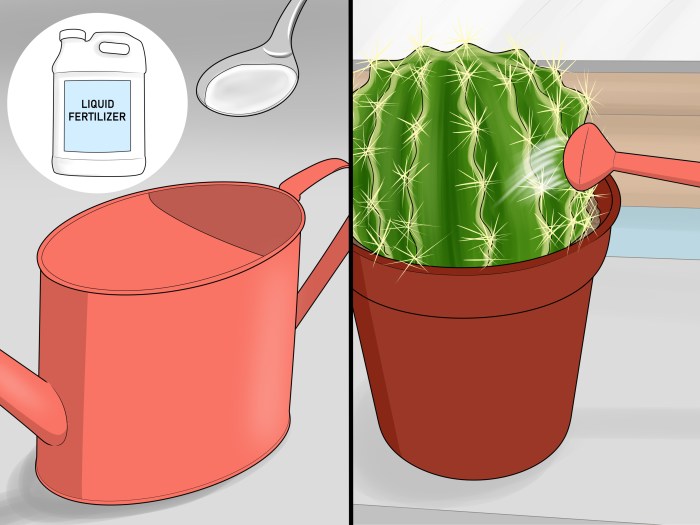 How often do you water cactus house plants