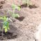 How Often Do You Water Bell Pepper Plants?