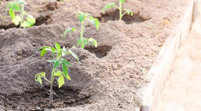 How often do you water bell pepper plants